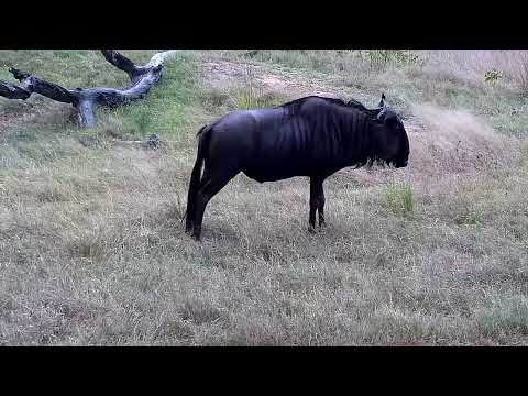 Djuma: Wildebeest bull and Impala herd in the rain - 16:40 - 04/10/2022
