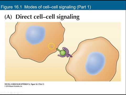 Cell Signaling Recorded Lecture
