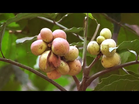 Rohitaka Extract Powder