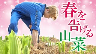 【春爛漫】春を告げる山菜を味わい尽くす！！