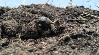 Collide-"Counting to Zero"