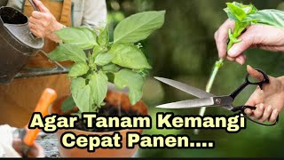 Download lagu Tanam Kemangi Dari Batangnya mp3