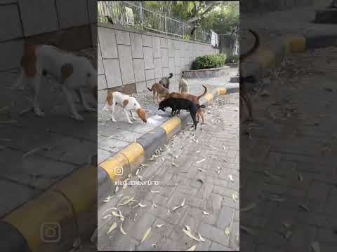 #viral #dogbreed #love#dogdog #puppy #automobile #pitbull #dog #onthisday