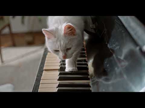 Avgust - Slobodanka Nichevska