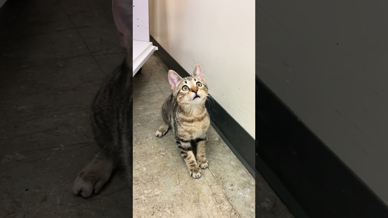 Enlarge Buffy Summers, an adopted Tabby in Los Angeles, CA video 4/4