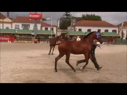 Horizonte da Fialha Medalha de Ouro na Golegã - Expoégua 2013