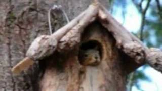 'Not a word from home' the song of a lonely squirrel, sung by Frank, American folk song