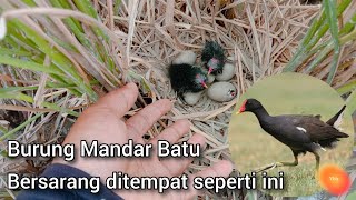 Download lagu Habitat asli burung mandar batu mp3