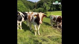 L’approvisionnement en minéraux à l'alpage