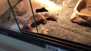 Black night tug snow leopardgecko