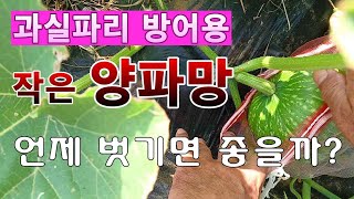 [텃밭농부. 1,123]  호박의 과실파리를 방어할 양파망은 언제 벗길까? #단호박재배 #맷돌호박재배