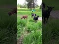 Goat Poop Goat Pee Poop And Pee Matter Compost And Fertilizer Nutrients Nitrogen Silly Human