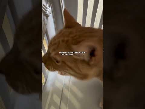 What traveling with REAL cats looks like