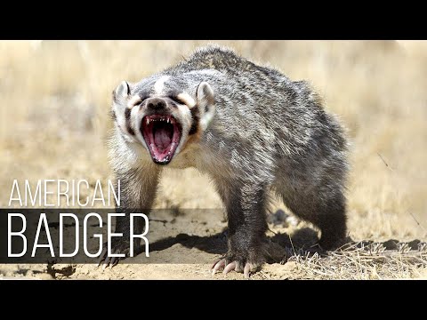 AMERICAN BADGER - buries cows and befriends coyotes. Wolverine will envy his agility and abilities