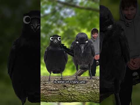 Crows Never Forget...