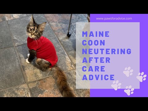 Caring For Your Maine Coon - Neutering Aftercare Advice