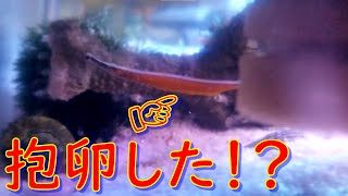我が家の愛しいノコギリヨウジが抱卵したかも！？　アドバイスください☆彡