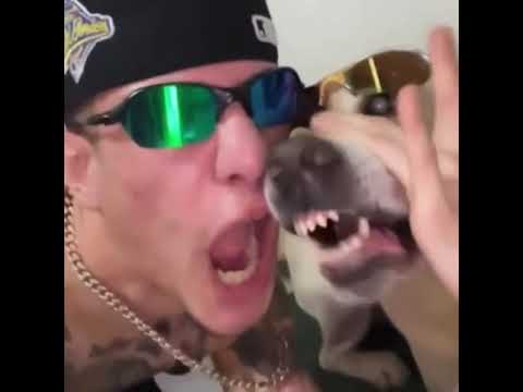 dog beatbox #beatbox #shorts#viral #dog