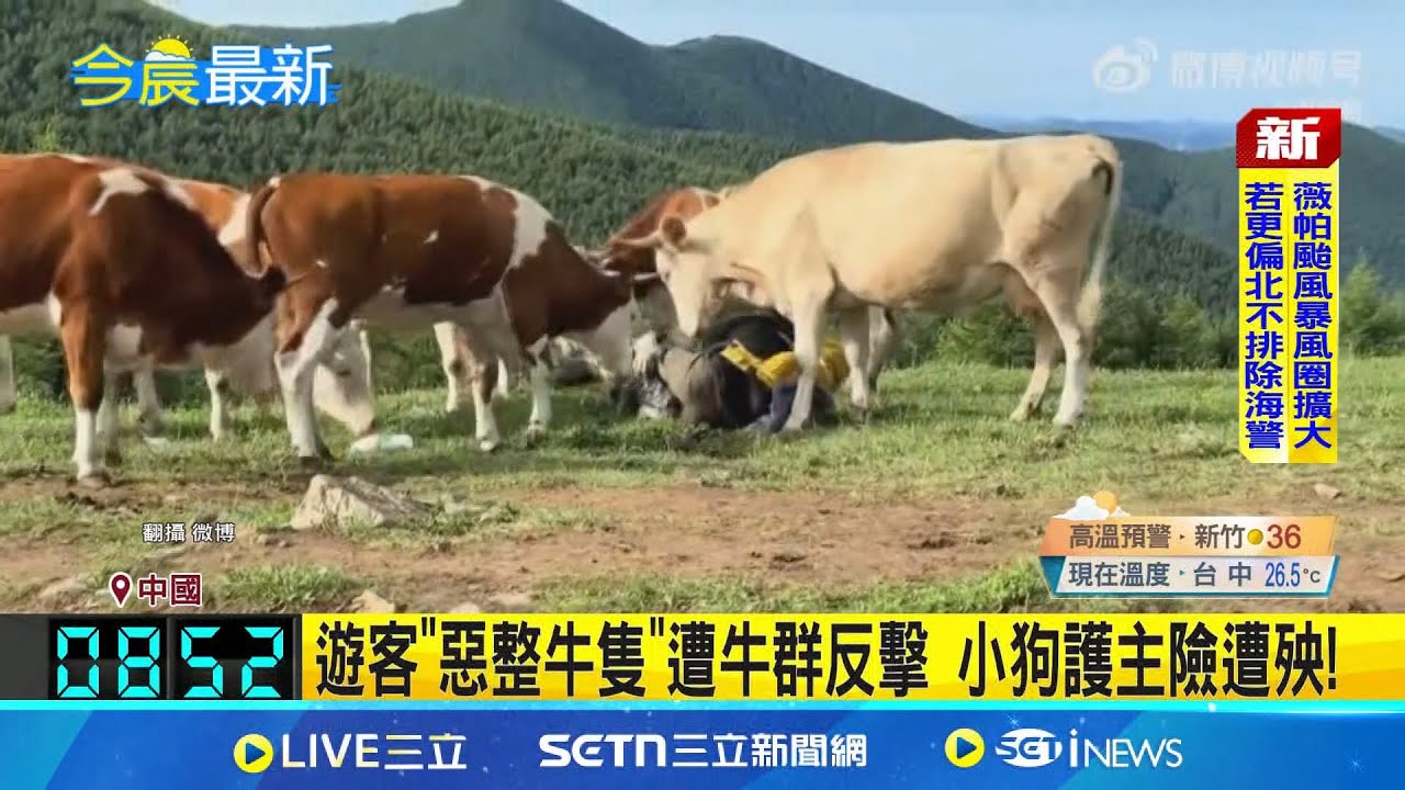 中國遊客"餵牛吃牛肉乾"! 反遭牛群圍攻 遊客"惡整牛隻"遭牛群反擊 小狗護主險遭殃! 遊客"餵牛吃牛肉乾"還襲牛屁股 遭牛群反擊│記者 黃瓊慧│國際焦點20250718│三立新聞台