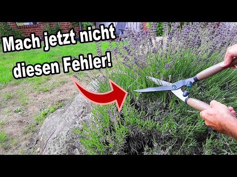 Verblühten Lavendel schneiden | Diesen typischen Fehler solltest du jetzt unbedingt vermeiden!