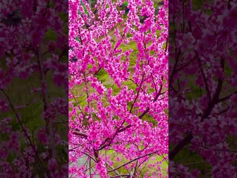 Beautiful flowers in this #nature #mountainswiev #travel #shorts