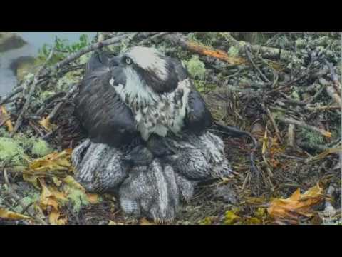 Osprey Nest Rachel Tries To Shield Growing Chicks From Rain 6/29/16