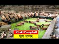 শিক্ষকতার যোগ্যতাতেও হাঁস পালন | khaki Campbell ducks | duck farmi