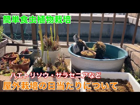 園芸 外のミニ鉢植えの食虫植物