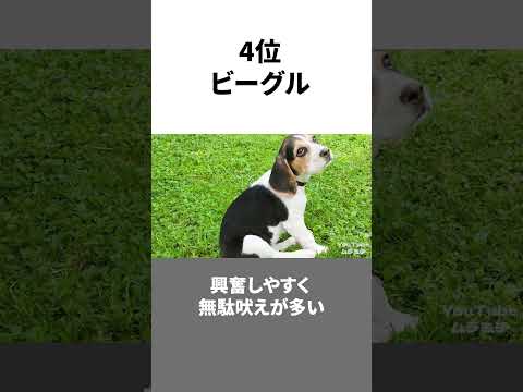 Top 5 most difficult and stupid dogs to train #shorts