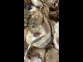 A Worm in our Oyster! A Worm in our Oyster!