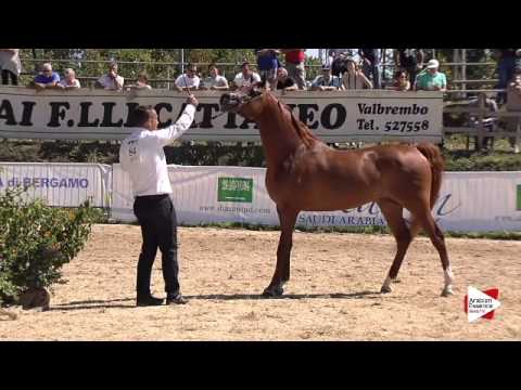 N.84 MAKISA ADAGGIO - Bergamo 2015 - Stallions 4-7 years old (Class 9B)