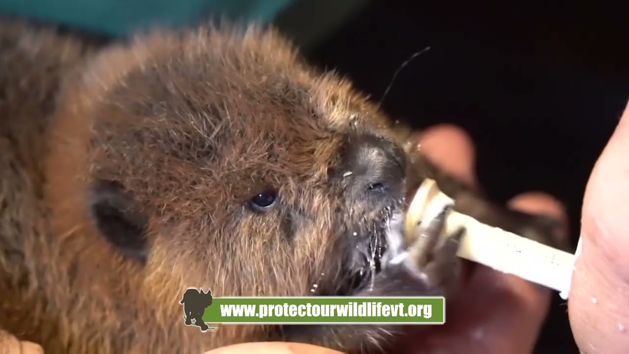 Who Is Protect Our Wildlife?