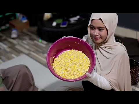 JAPIL (jagung manis pipil)