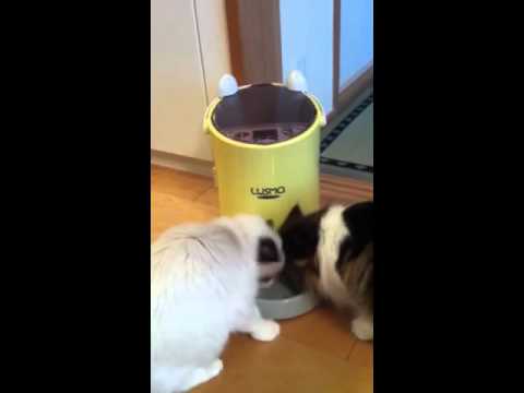 ひじき＆おから、自動給餌器を初体験★