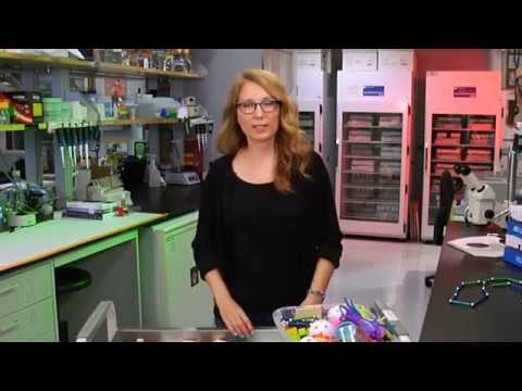 Understanding Niche Cells | Science: Out of the Box