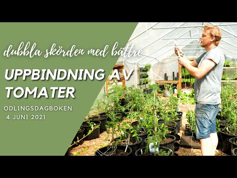 Binda upp tomater - dubbla skörden med smartare uppbindning - Odlingsdagboken 4 Juni 2021