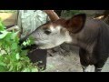 Zoo View Okapi Cincinnati Zoo