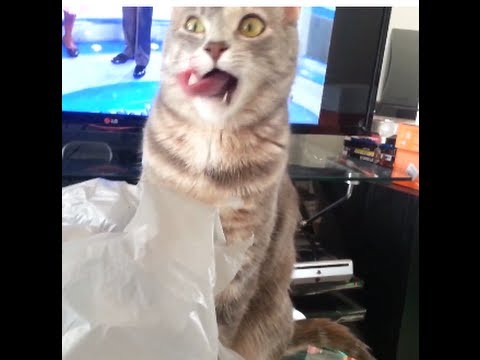 Cat Licking Inside Bag