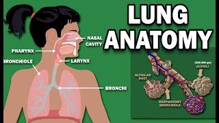 ANATOMY OF THE LUNGS