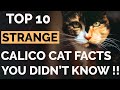 Top 10 Calico Cat Facts That Will Amaze You !! | Calico Cat Personality