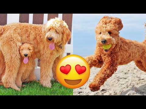 Goldendoodle — Adorable And Hilarious Videos And Tik Toks Compilation