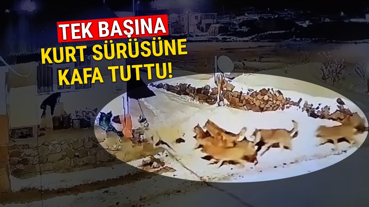 Çoban Köpeğinin, Kurt Sürüsüyle Mücadelesi