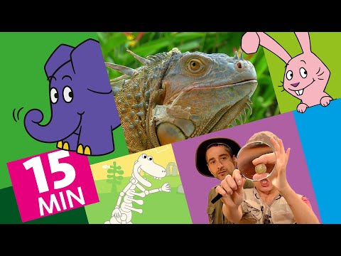Hallo Elefant - Triceratops & Tyrannosaurus Rex - Wo findet man Dinosaurier? | Der Elefant | WDR