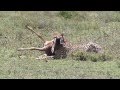 Serengeti Gepard Attakiert Baby Gnu Cheetah Attacks Wildebeest Baby