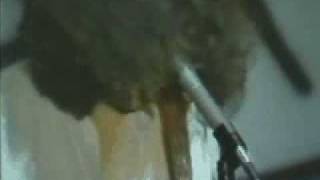 Meat Puppets - Walking Boss