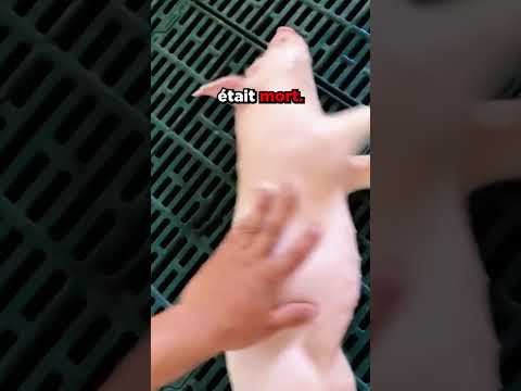 Quelque chose de vraiment grave est arrivé à ce cochon !😱