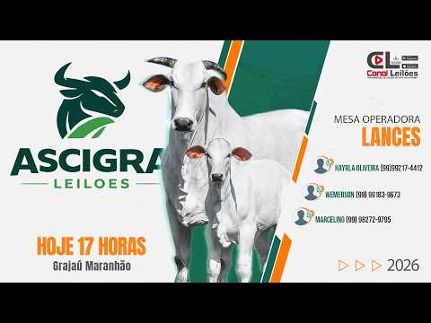LEILÃO DE GADO DE CORTE ASCIGRA LEILÕES | GRAJAÚ-MA