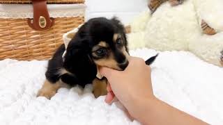 ミニチュアダックスの動画01