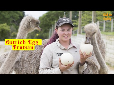 How Much Protein is in an Ostrich Egg? How Much Protein Does an Ostrich Egg Have?
