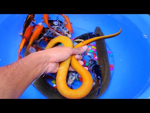 Eel Fish | Big Goldfish Koi Carp Colorful  Aquarium Fish Animals Videos